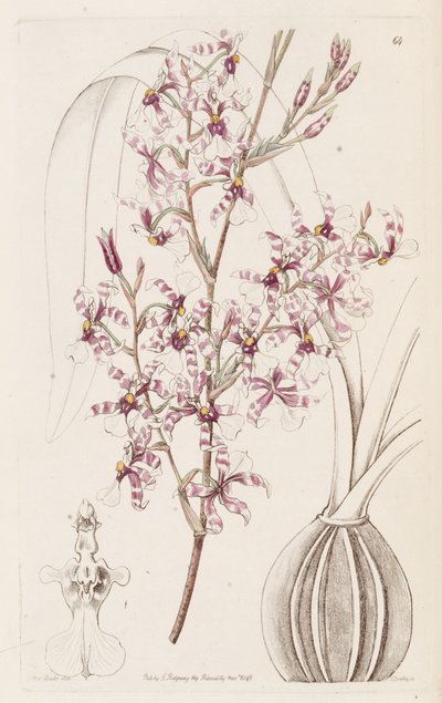 Oncidium incurvum by Miss Drake
